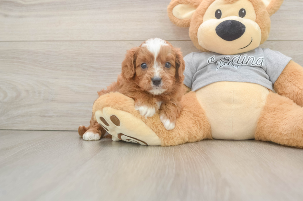 5 week old Cavapoo Puppy For Sale - Lone Star Pups