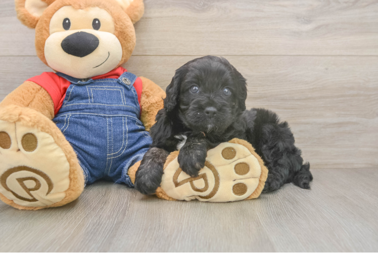 Cavapoo Pup Being Cute