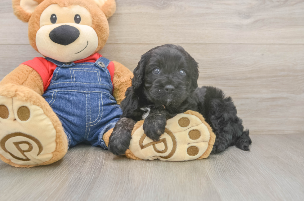 5 week old Cavapoo Puppy For Sale - Lone Star Pups
