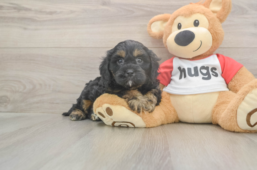 5 week old Cavapoo Puppy For Sale - Lone Star Pups