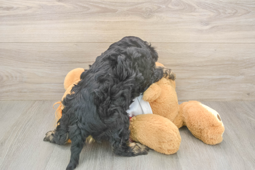 Popular Cavapoo Poodle Mix Pup