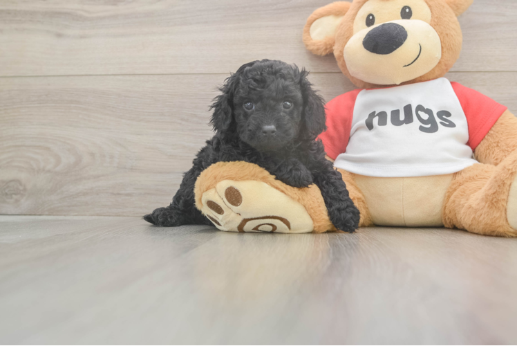 Funny Cavapoo Poodle Mix Pup