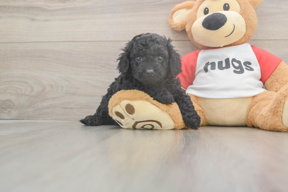 Funny Cavapoo Poodle Mix Pup