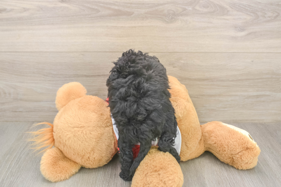 Hypoallergenic Cavadoodle Poodle Mix Puppy