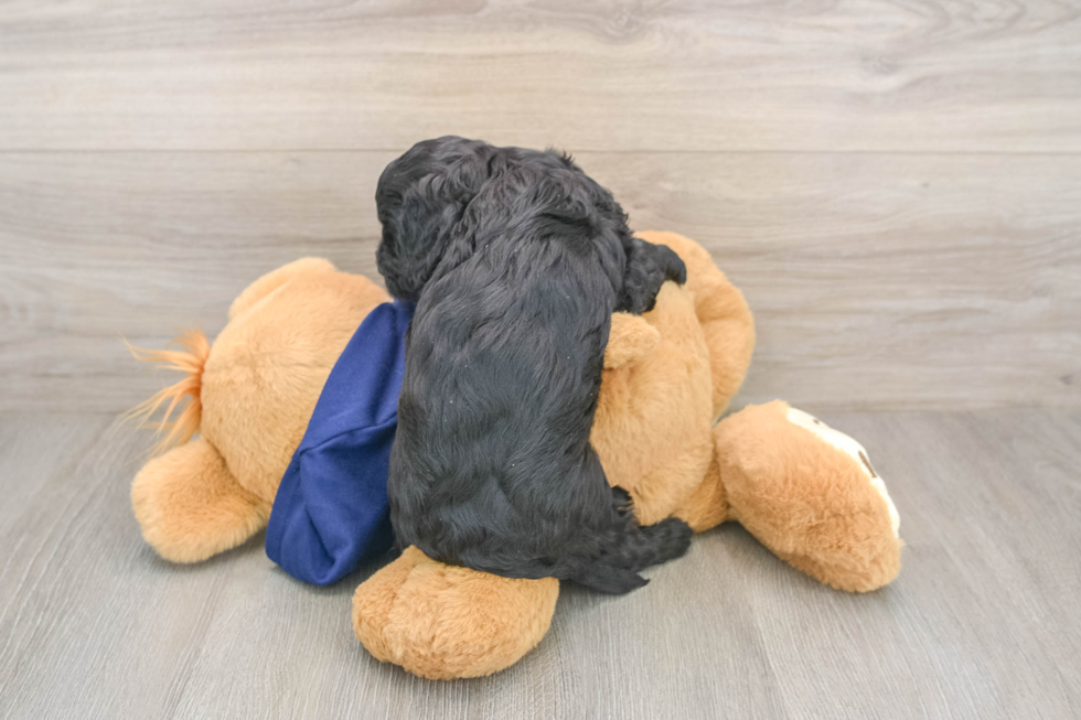Cavapoo Pup Being Cute