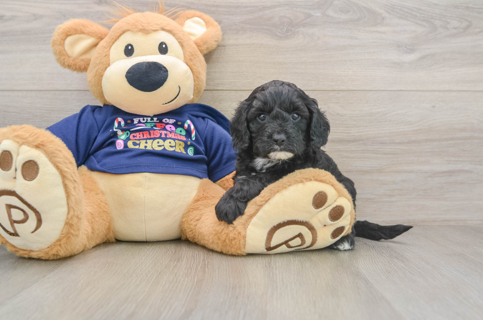 5 week old Cavapoo Puppy For Sale - Lone Star Pups