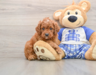 8 week old Cavapoo Puppy For Sale - Lone Star Pups