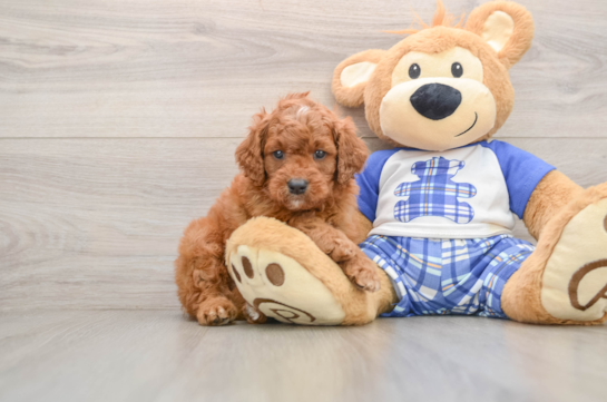 Friendly Cavapoo Baby