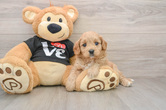Cute Cavapoo Baby