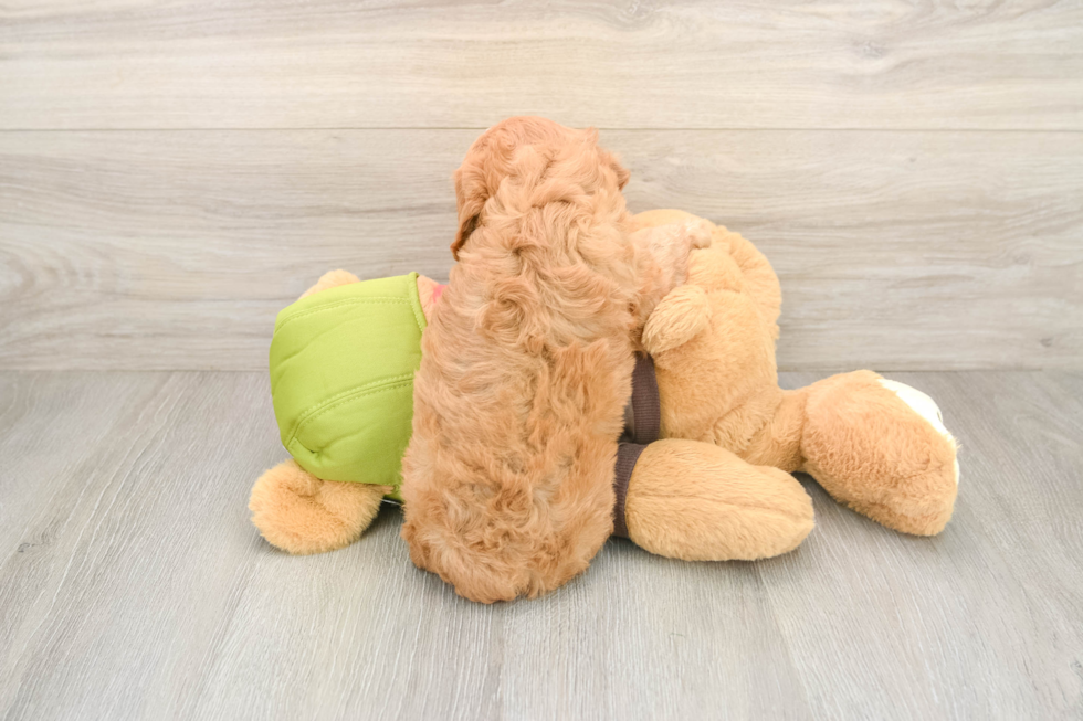 Friendly Cavapoo Baby