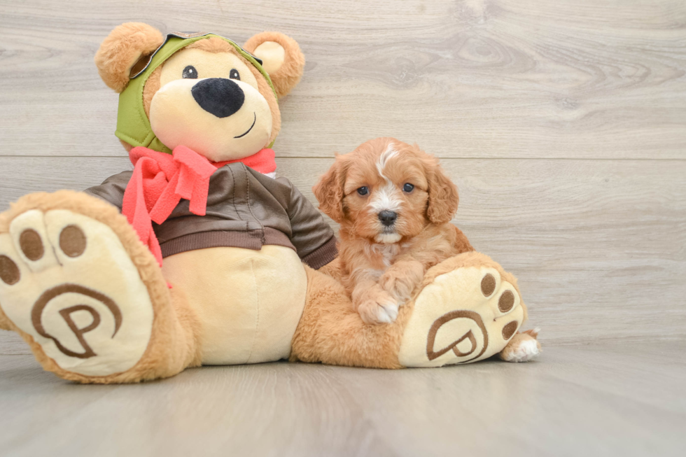 Cavapoo Puppy for Adoption