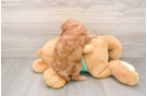 Cavapoo Pup Being Cute