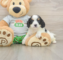 9 week old Cavapoo Puppy For Sale - Lone Star Pups