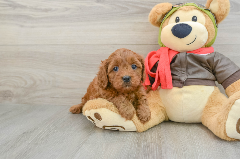 5 week old Cavapoo Puppy For Sale - Lone Star Pups