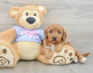 8 week old Cavapoo Puppy For Sale - Lone Star Pups