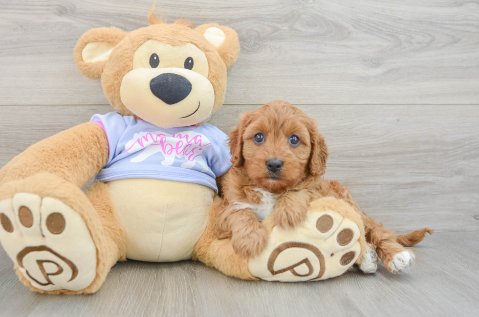 6 week old Cavapoo Puppy For Sale - Lone Star Pups