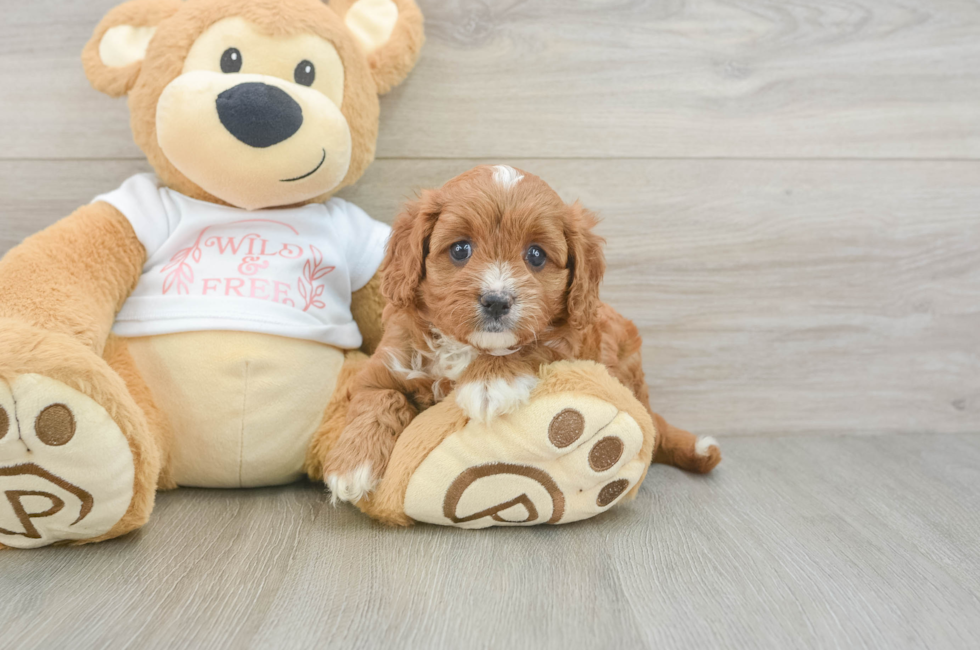 5 week old Cavapoo Puppy For Sale - Lone Star Pups