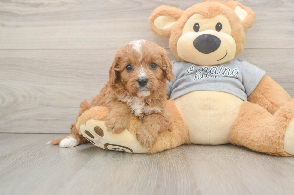 5 week old Cavapoo Puppy For Sale - Lone Star Pups