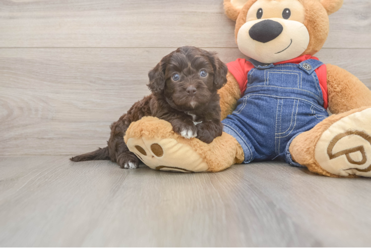 Cavapoo Pup Being Cute