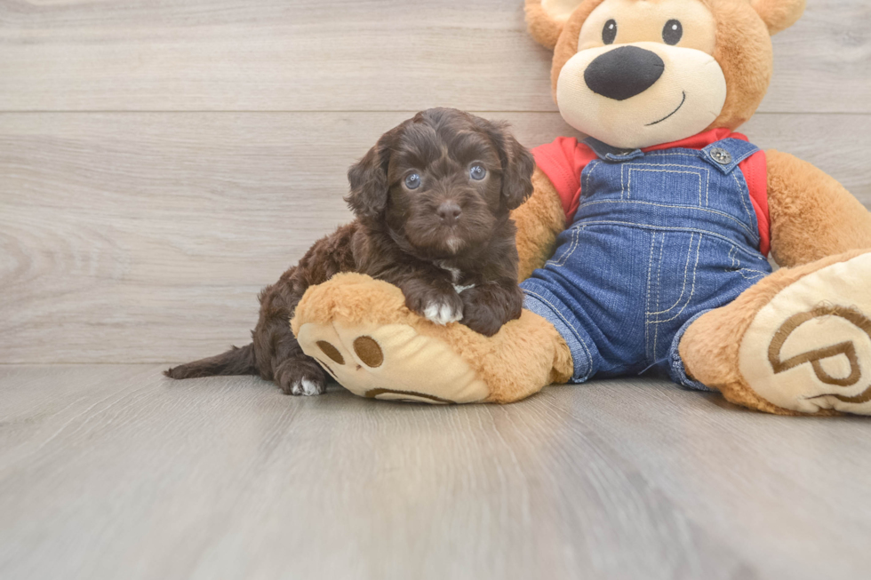 Cavapoo Pup Being Cute