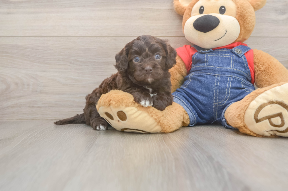 5 week old Cavapoo Puppy For Sale - Lone Star Pups