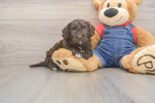 Cavapoo Pup Being Cute
