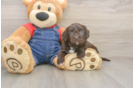 Popular Cavapoo Poodle Mix Pup