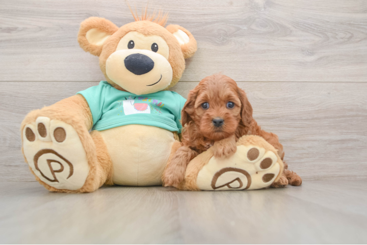 Friendly Cavapoo Baby