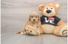 Cavapoo Puppy for Adoption