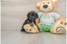 Cavapoo Pup Being Cute