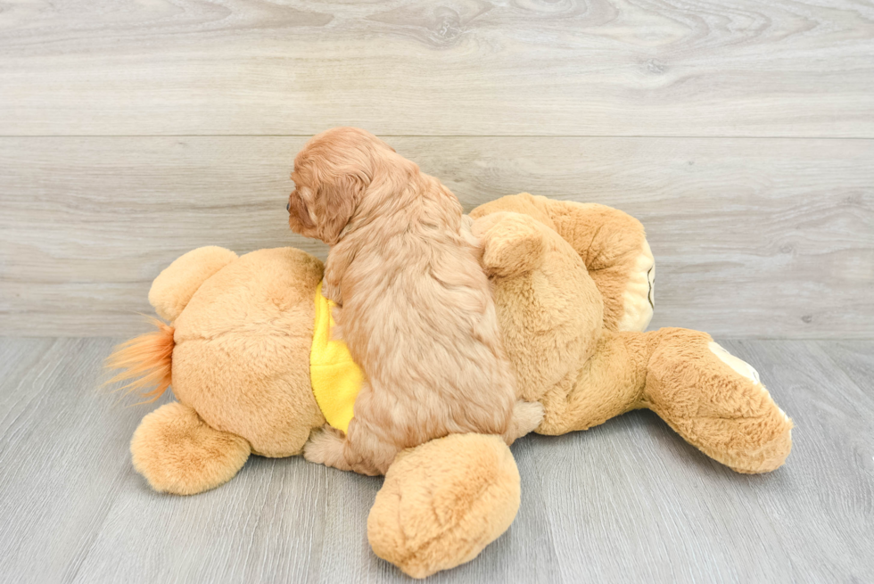 Cute Cavapoo Baby