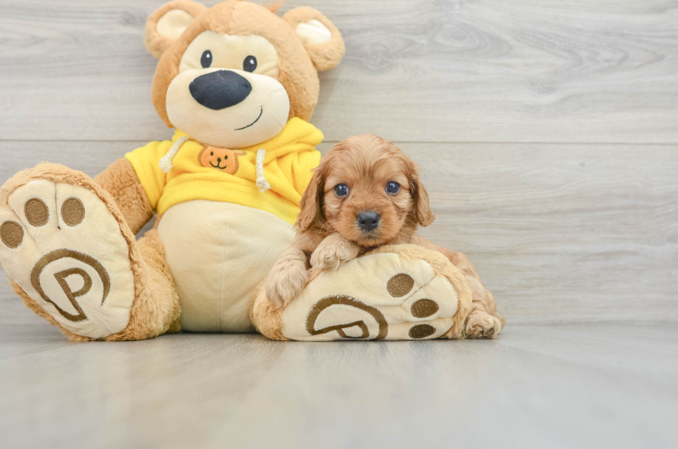 5 week old Cavapoo Puppy For Sale - Lone Star Pups