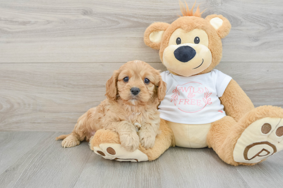 Best Cavapoo Baby