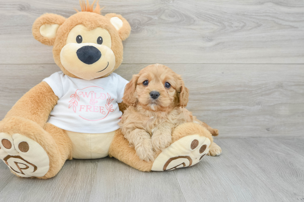 Happy Cavapoo Baby