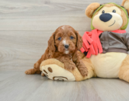8 week old Cavapoo Puppy For Sale - Lone Star Pups