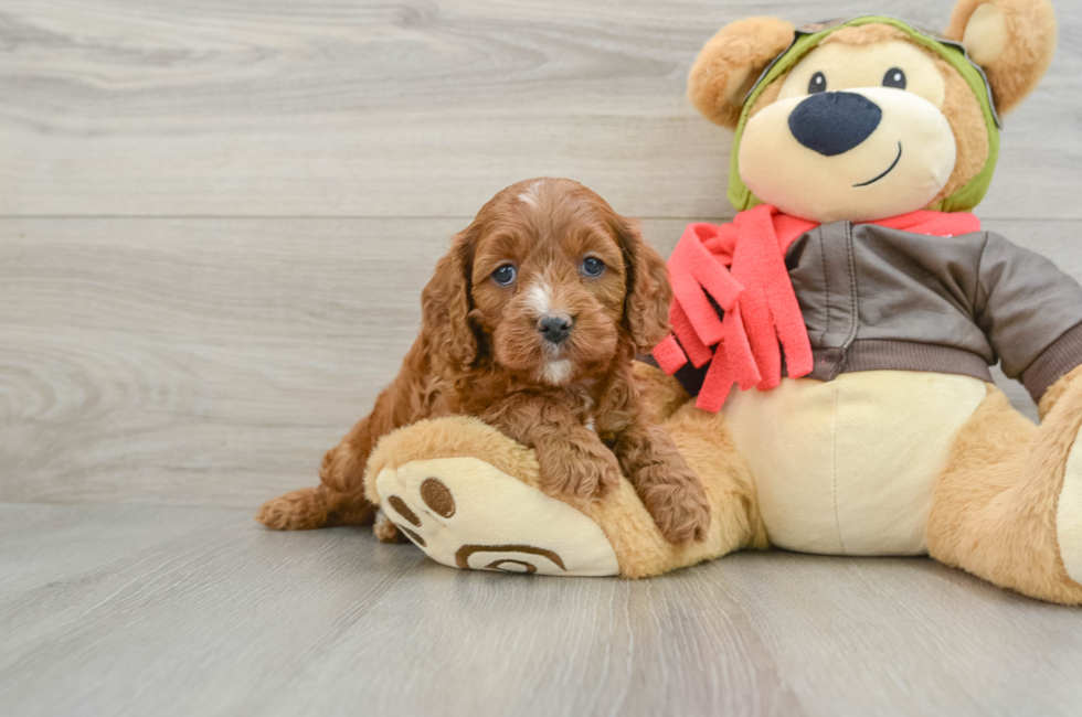 7 week old Cavapoo Puppy For Sale - Lone Star Pups