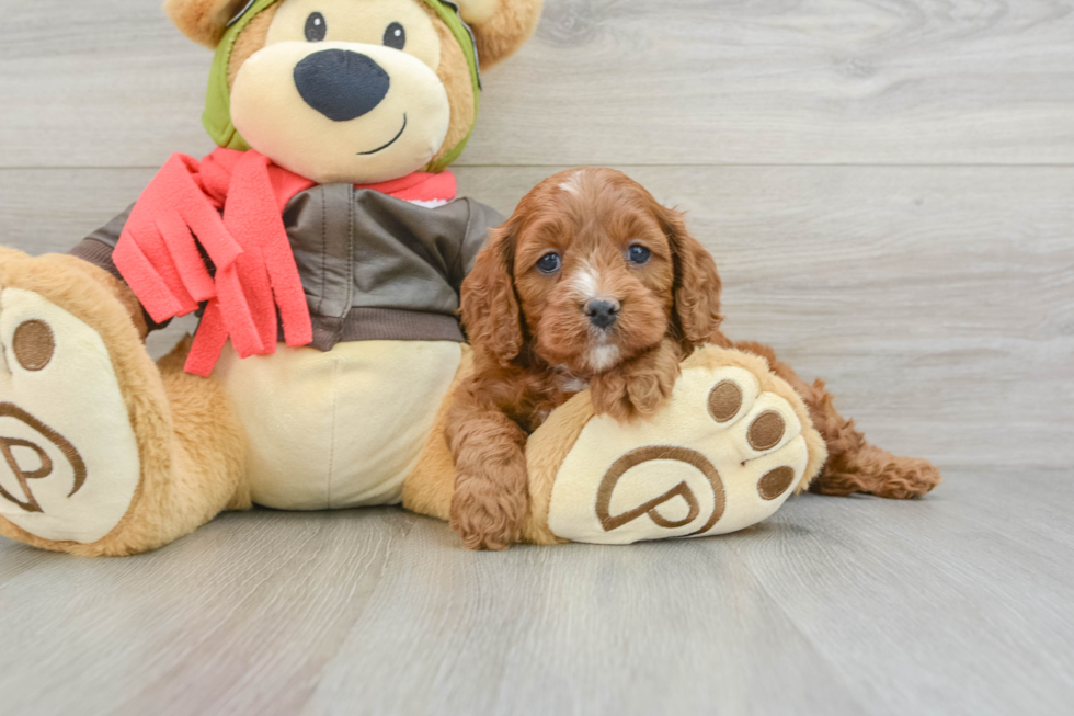 Hypoallergenic Cavadoodle Poodle Mix Puppy