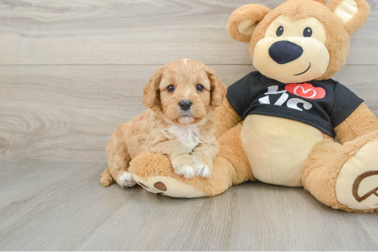 Fluffy Cavapoo Poodle Mix Pup