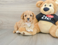 7 week old Cavapoo Puppy For Sale - Lone Star Pups