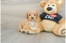 Fluffy Cavapoo Poodle Mix Pup
