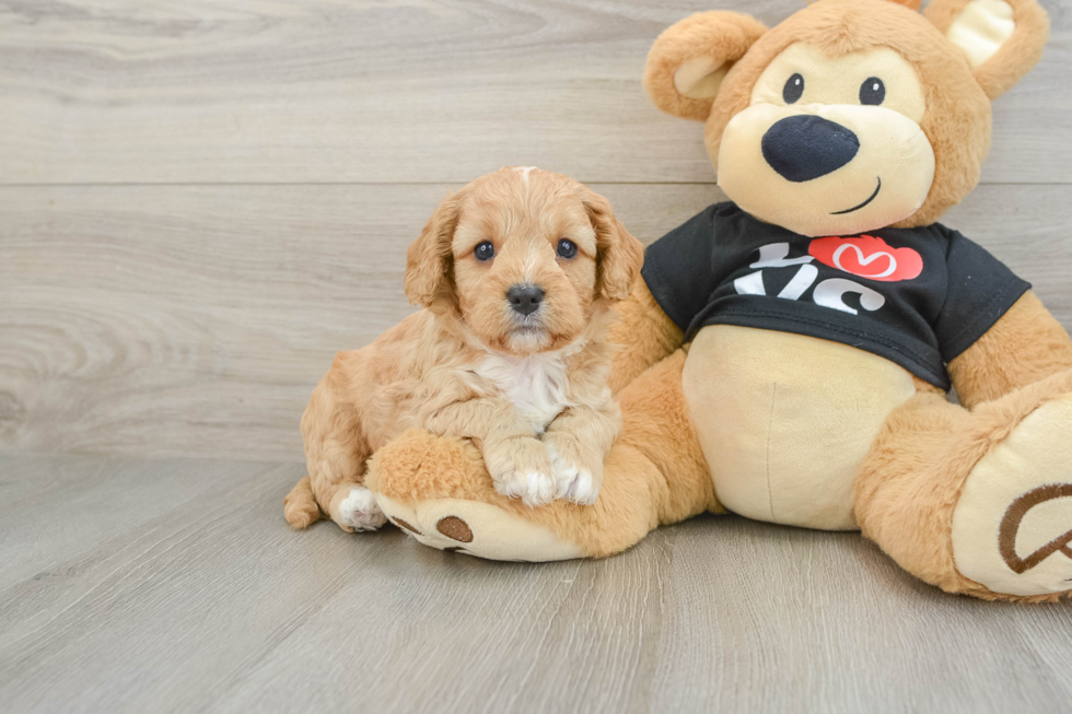 Fluffy Cavapoo Poodle Mix Pup
