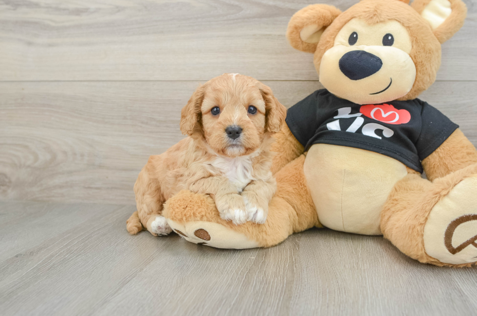 7 week old Cavapoo Puppy For Sale - Lone Star Pups
