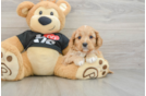 Happy Cavapoo Baby