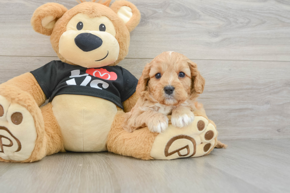 Happy Cavapoo Baby
