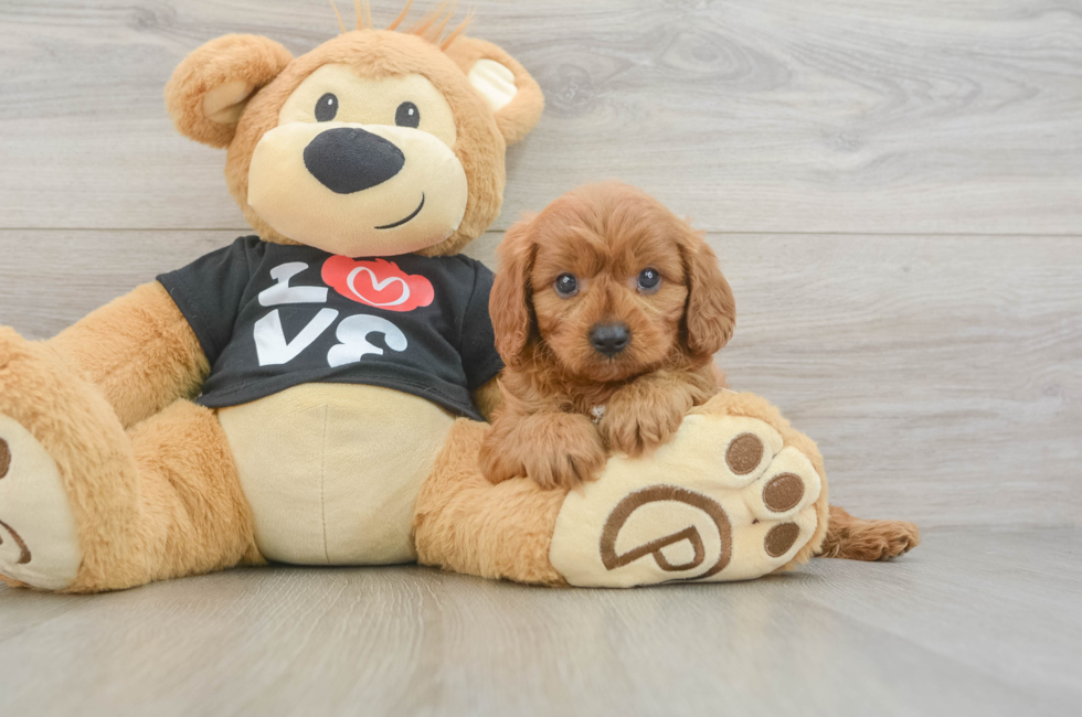 6 week old Cavapoo Puppy For Sale - Lone Star Pups