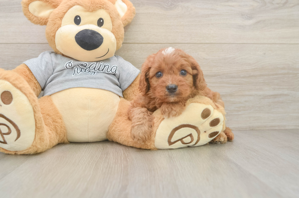 5 week old Cavapoo Puppy For Sale - Lone Star Pups