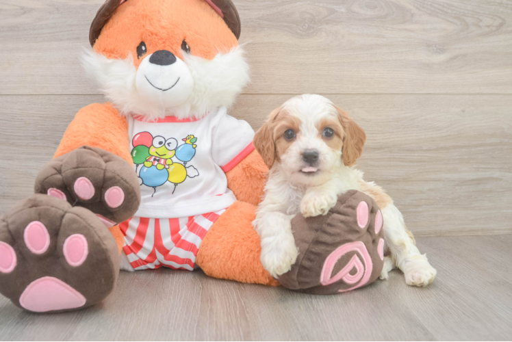 Cavapoo Pup Being Cute