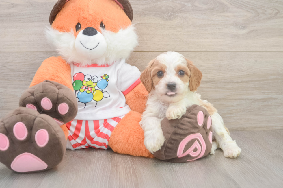5 week old Cavapoo Puppy For Sale - Lone Star Pups