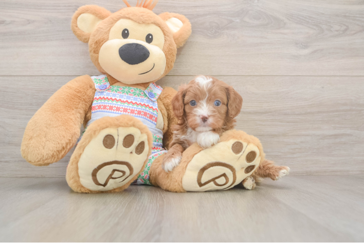 Cavapoo Pup Being Cute