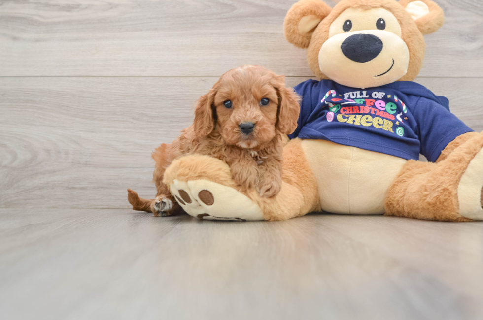 5 week old Cavapoo Puppy For Sale - Lone Star Pups